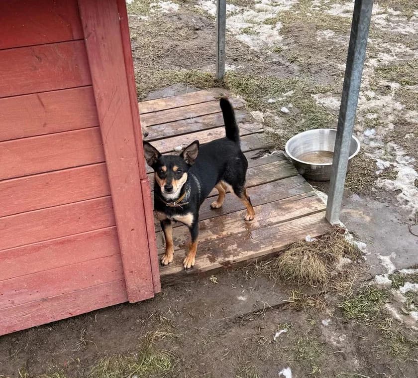 Ellie, young Mixed Breed for adoption at Tierschutzverein Dithmarschen