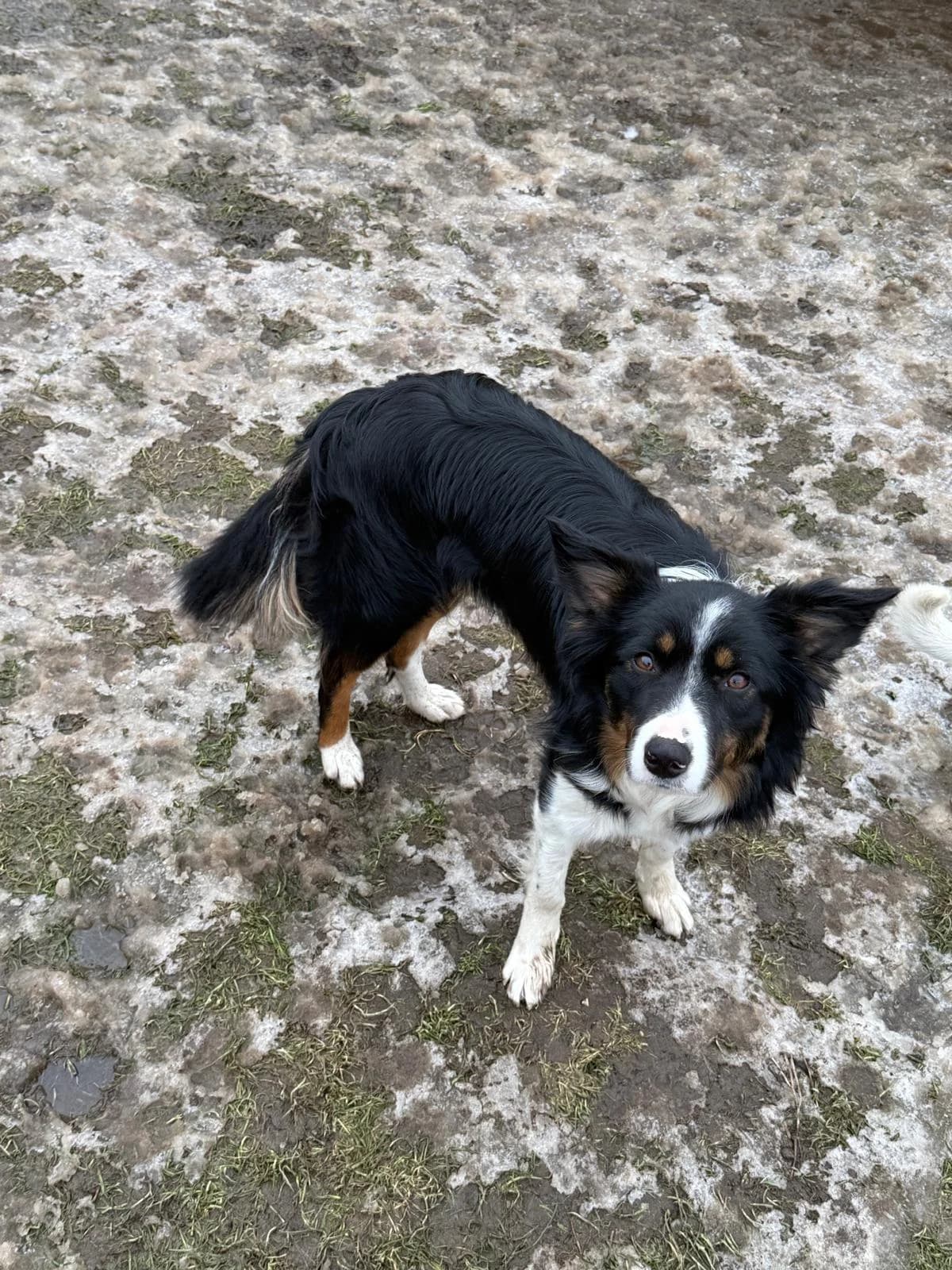 Jennifer, young Mixed Breed for adoption at Tierschutzverein Dithmarschen