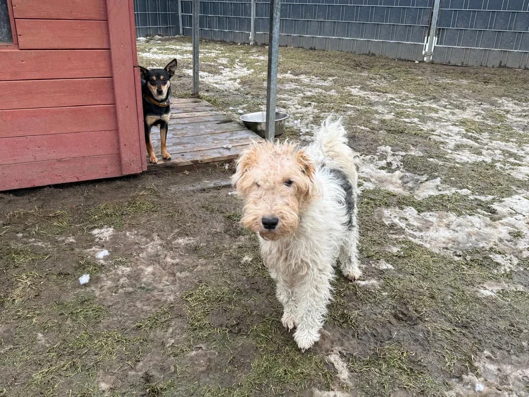Mia, young Mixed Breed for adoption at Tierschutzverein Dithmarschen