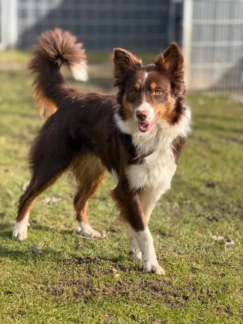 Sabrina, young Mixed Breed for adoption at Tierschutzverein Dithmarschen
