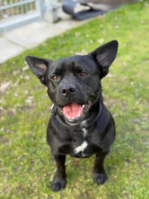 Nala, female Mixed Breed for adoption at Tierschutzverein Dithmarschen