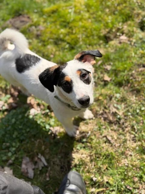 Kleine, female Mixed Breed for adoption at Tierschutzverein Dithmarschen