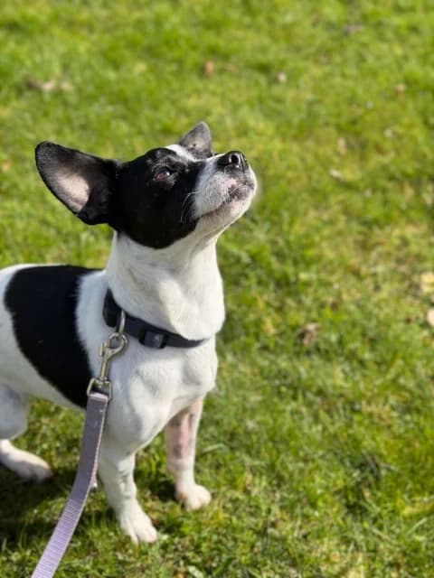 Paula, female Mixed Breed for adoption at Tierschutzverein Dithmarschen