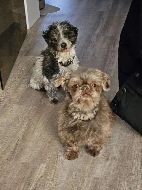 Melly & Blacky, male Mixed Breed for adoption at Tierschutzverein Dithmarschen