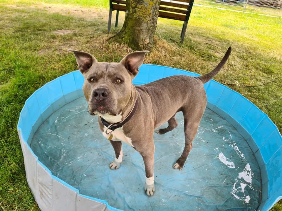 Maya, female senior Mixed Breed for adoption at Tierschutzverein Dithmarschen