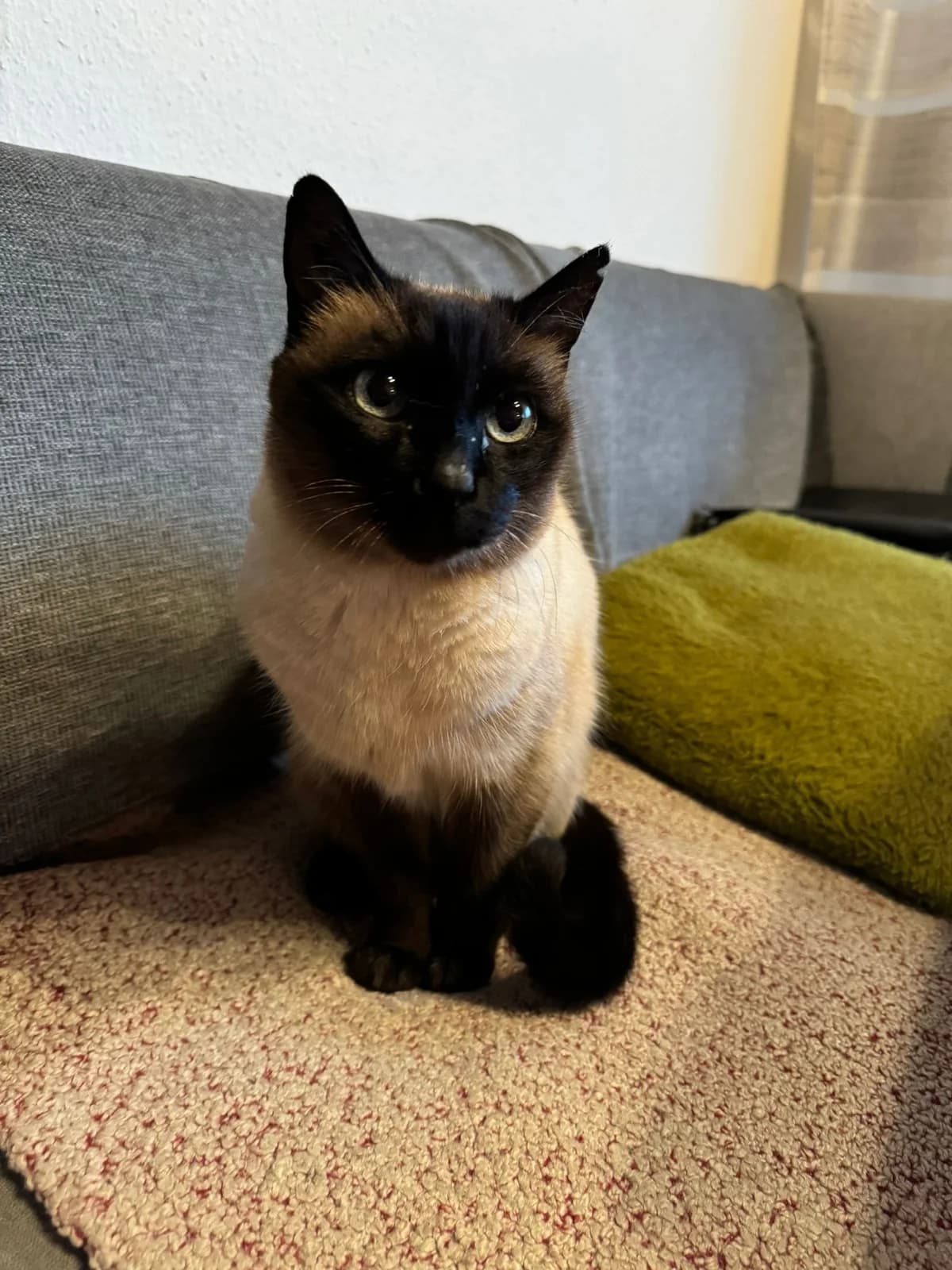 2 Siamkatzen suchen ein neues Zuhause, Mixed Breed for adoption at Tierschutzverein Eckental e.V.