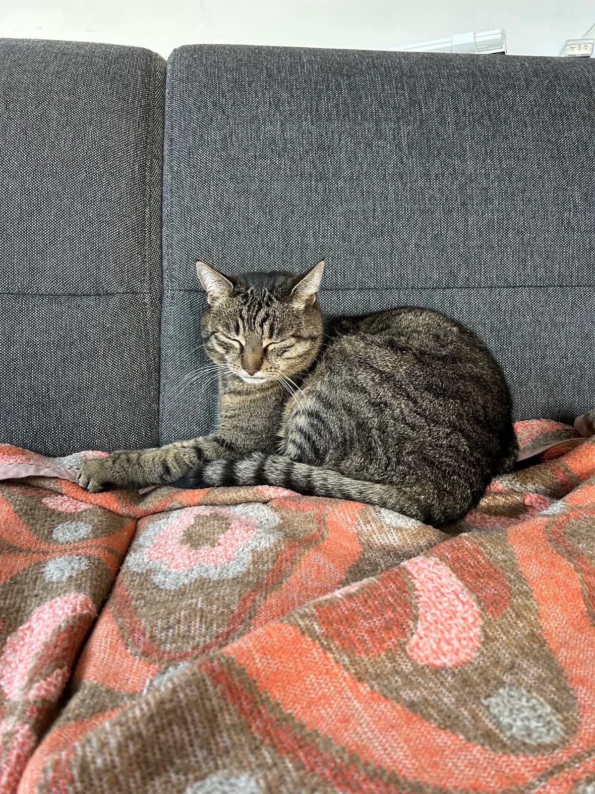 Cat, Mixed Breed for adoption at Tierschutzverein Eckental e.V.