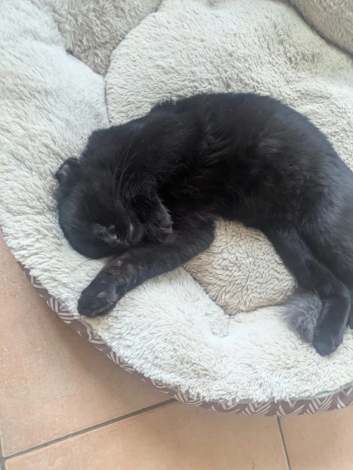 Puki, Mixed Breed for adoption at Tierschutzverein Eckental e.V.
