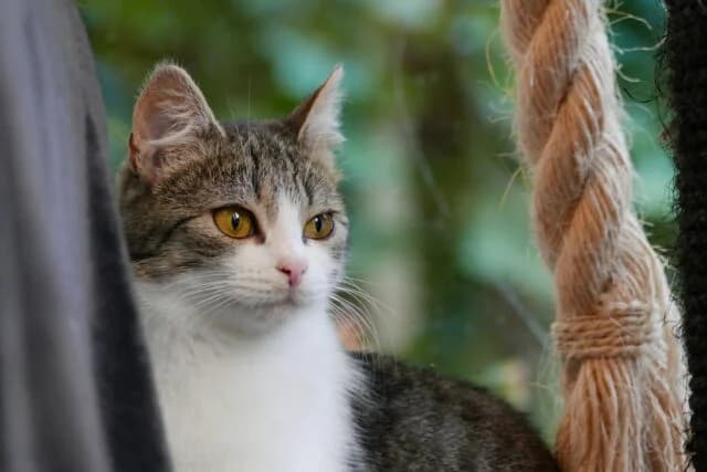 Blaze, female young Mixed Breed for adoption at Tierschutzverein Eichstätt