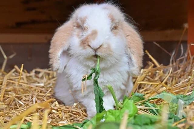 Bubi, Mixed Breed for adoption at Tierschutzverein Eichstätt