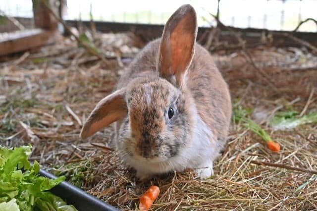 Gucci, young Mixed Breed for adoption at Tierschutzverein Eichstätt