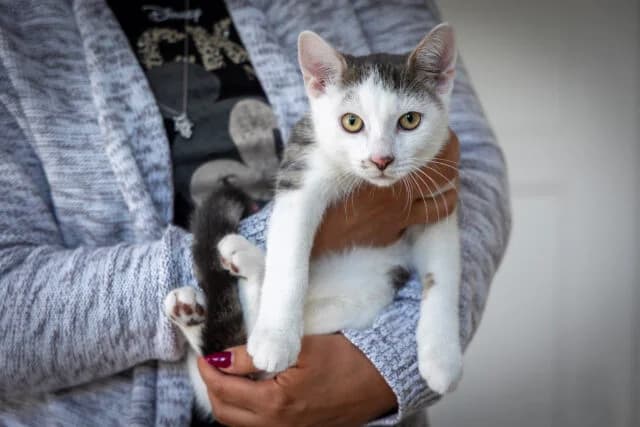 Patschuli, male young Mixed Breed for adoption at Tierschutzverein Eichstätt