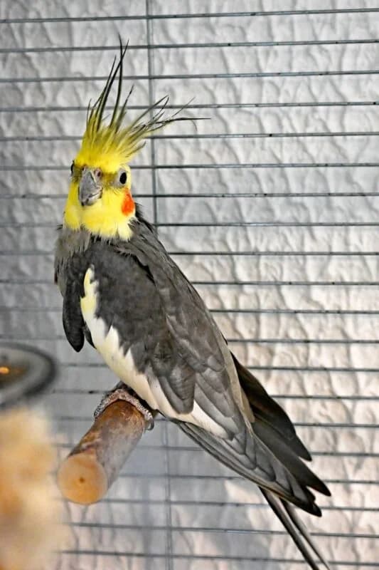 Pucki – Tierschutzverein Eichstätt e.V.Nach oben scrollenNach oben scrollen, male Mixed Breed for adoption at Tierschutzverein Eichstätt