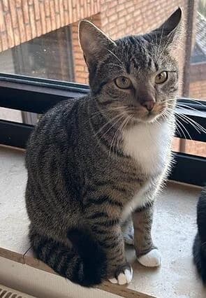 Einzel-Kater Elvis, male young Mixed Breed for adoption at Tierschutzverein Erkrath e.V., Haan