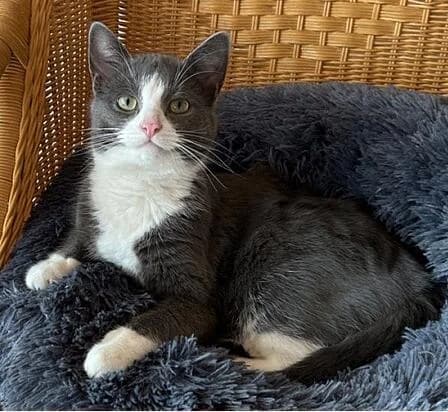 Zweitkater Carlo, male young Mixed Breed for adoption at Tierschutzverein Erkrath e.V., Haan