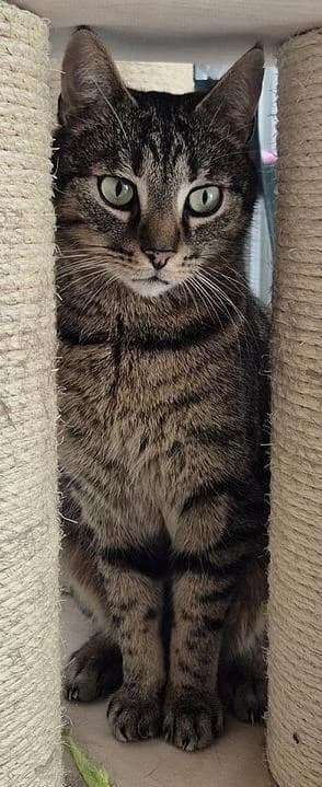 Hanno - ein Kater zum Verlieben, male 7yo Mixed Breed for adoption at Tierschutzverein Erkrath e.V., Haan