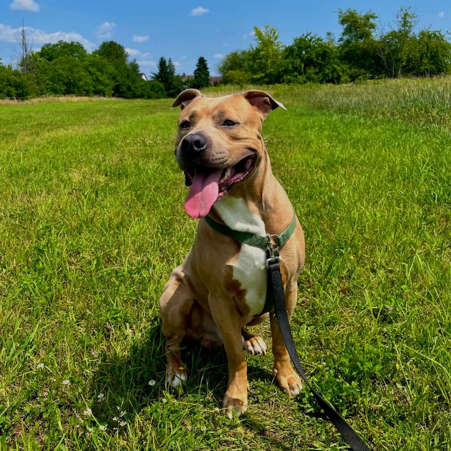 Akino, Nicht kastriert 4yo Mixed Breed for adoption at Tierheim Ettlingen, Ettlingen