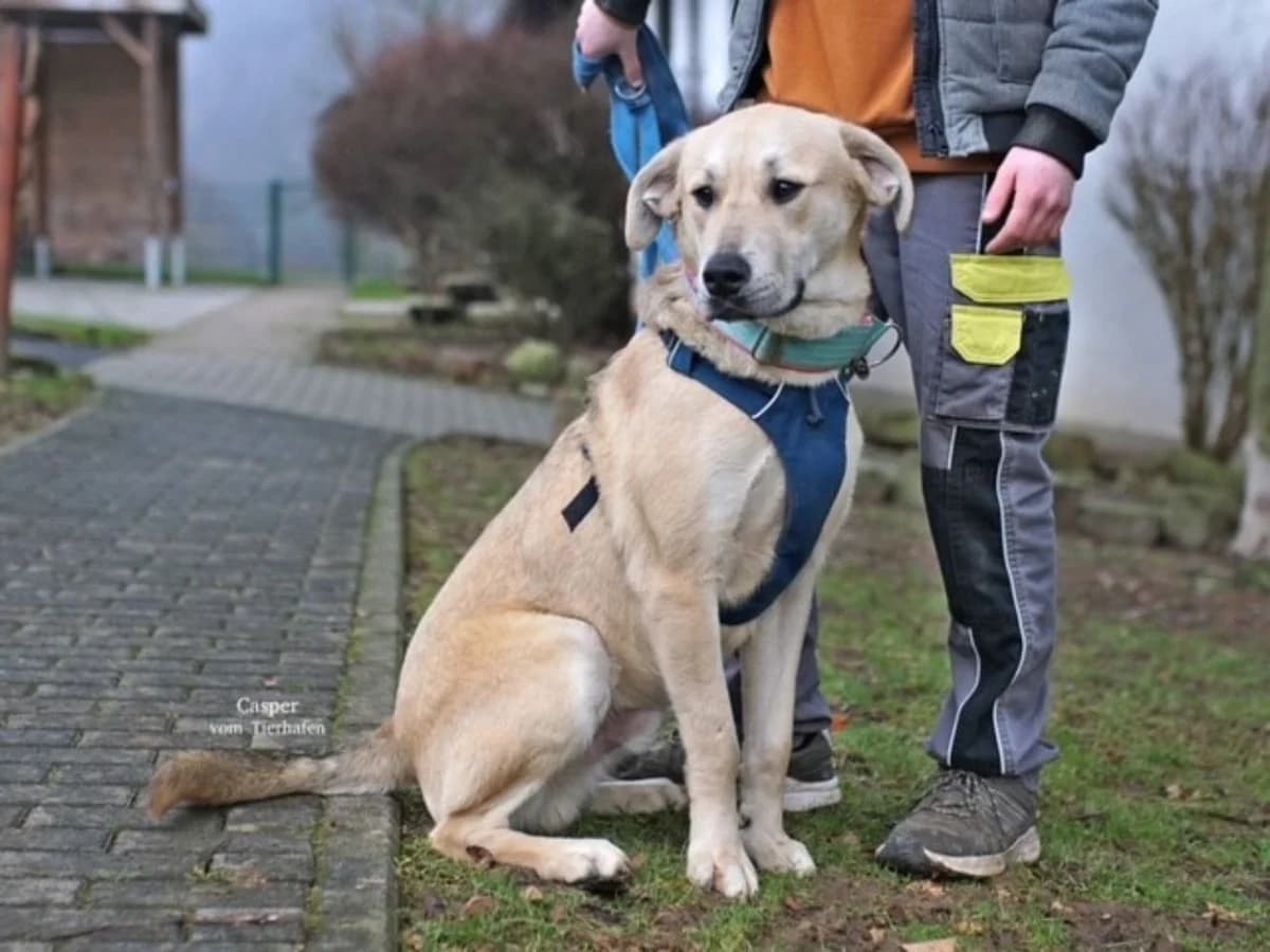 Casper, Kangal for adoption at Tierschutzverein Ettlingen, Ettlingen