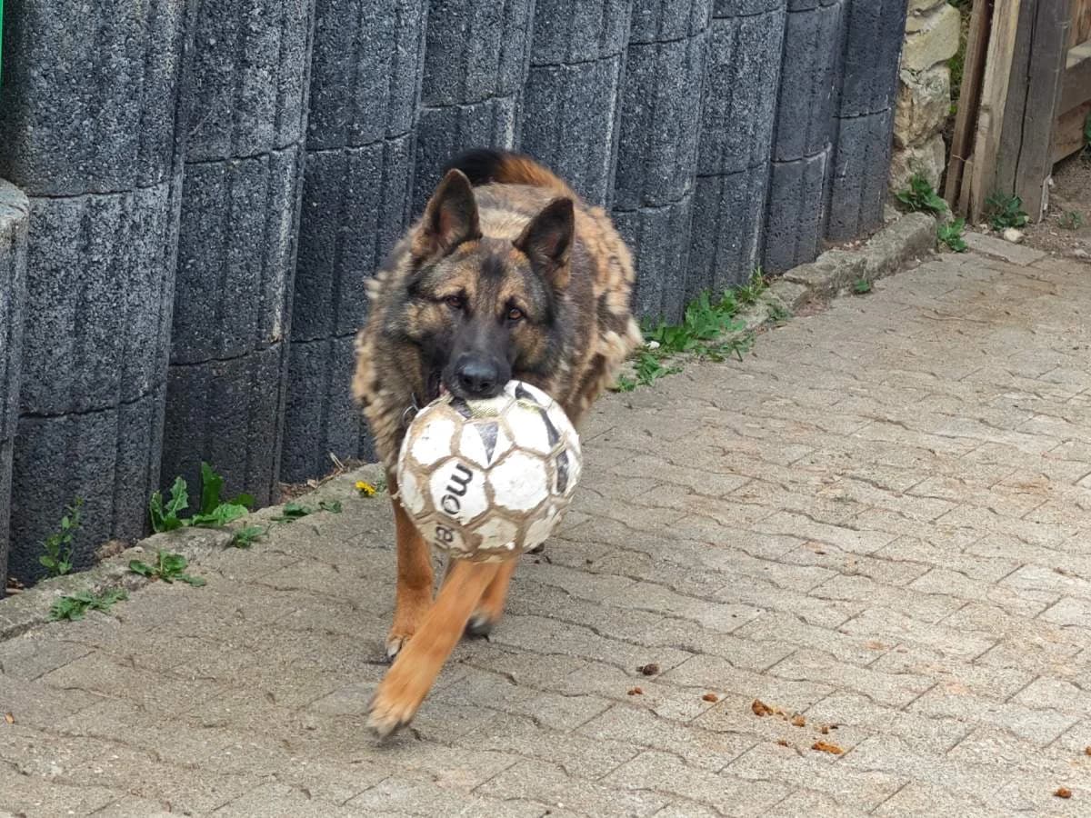 Flocke, 3yo German Shepherd for adoption at Tierschutzverein Ettlingen, Ettlingen