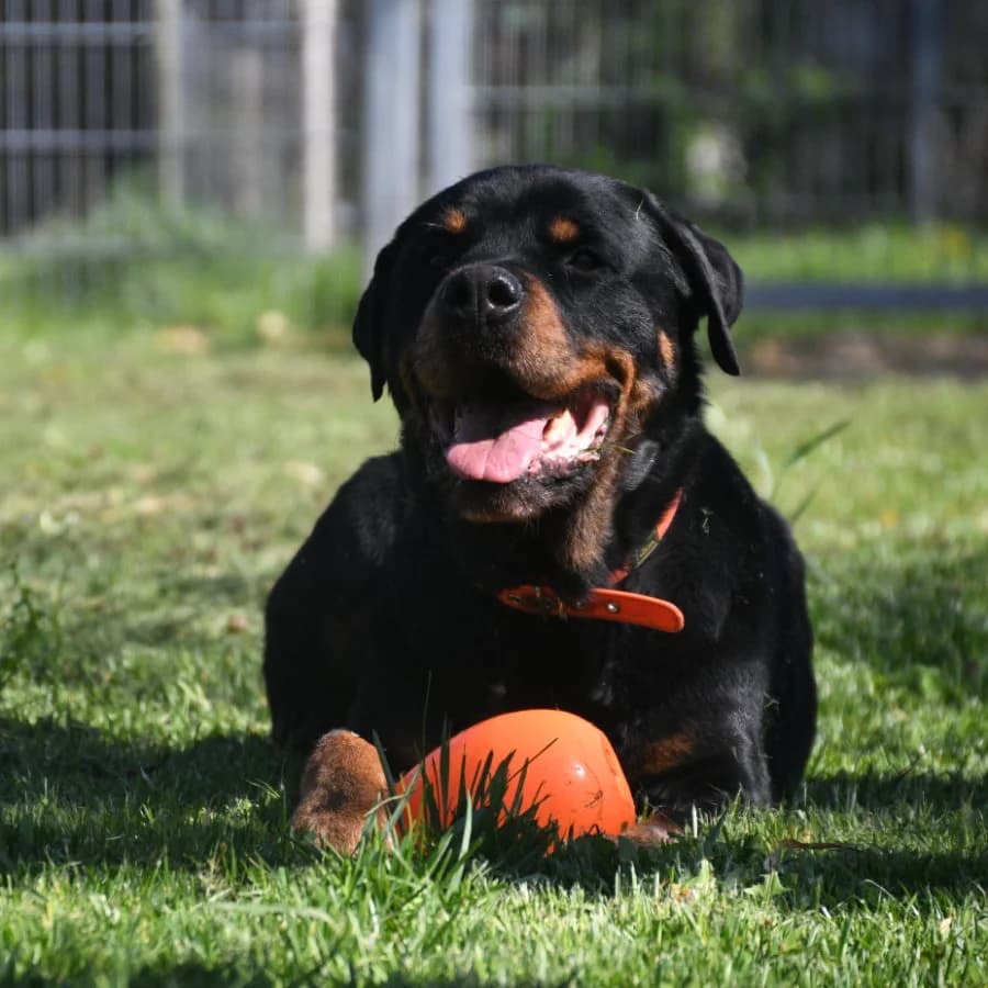 Gomez, senior Rottweiler for adoption at Tierschutzverein Ettlingen, Ettlingen