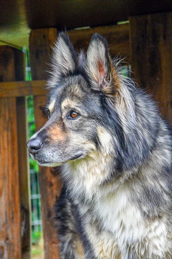 Leo, senior German Shepherd for adoption at Tierschutzverein Ettlingen, Ettlingen