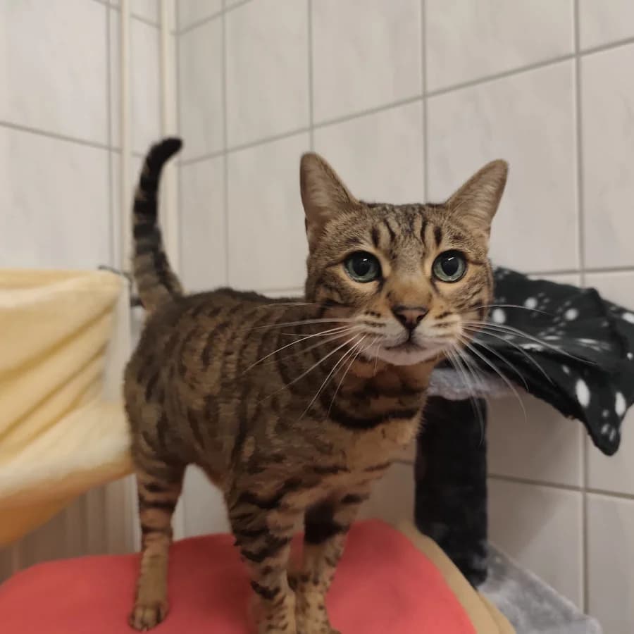 Chili, senior Bengal for adoption at Tierschutzverein Ettlingen, Ettlingen
