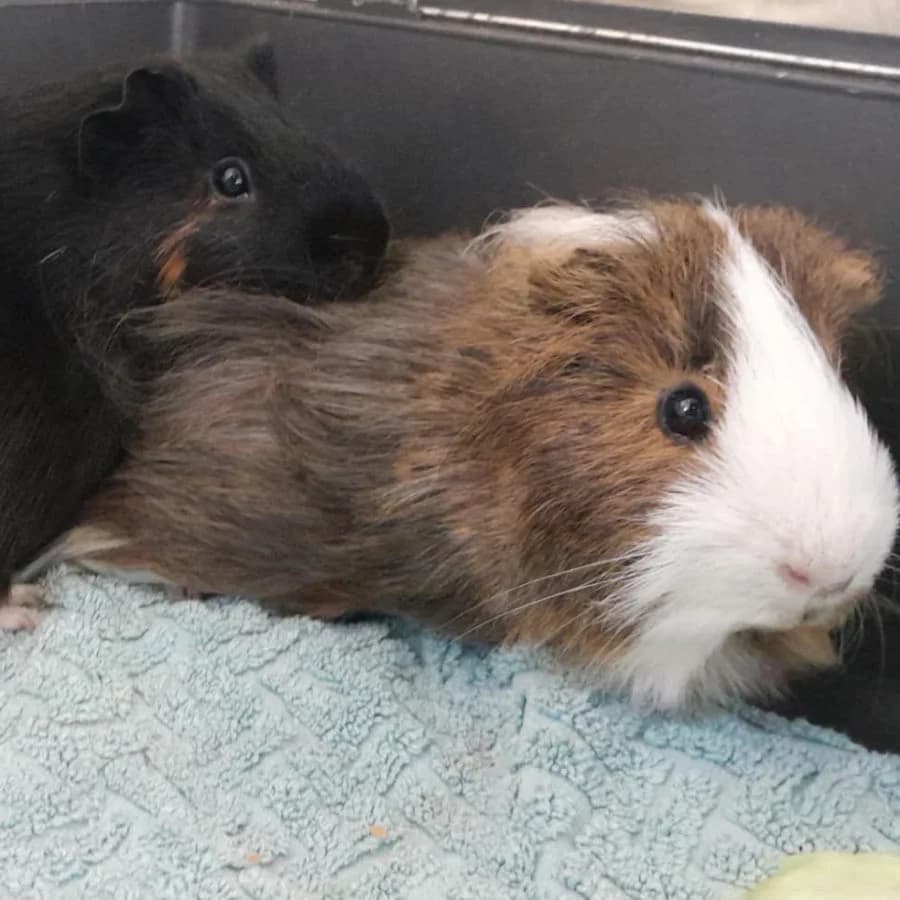 Jörg & Künrig, mixed breed for adoption at Tierschutzverein Ettlingen, Ettlingen