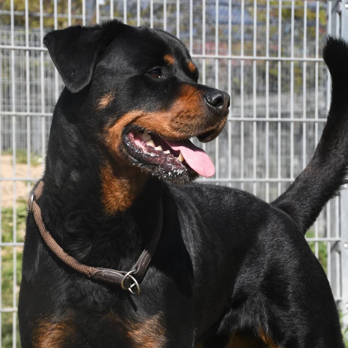 Michel, Rottweiler for adoption at Tierschutzverein Ettlingen, Ettlingen
