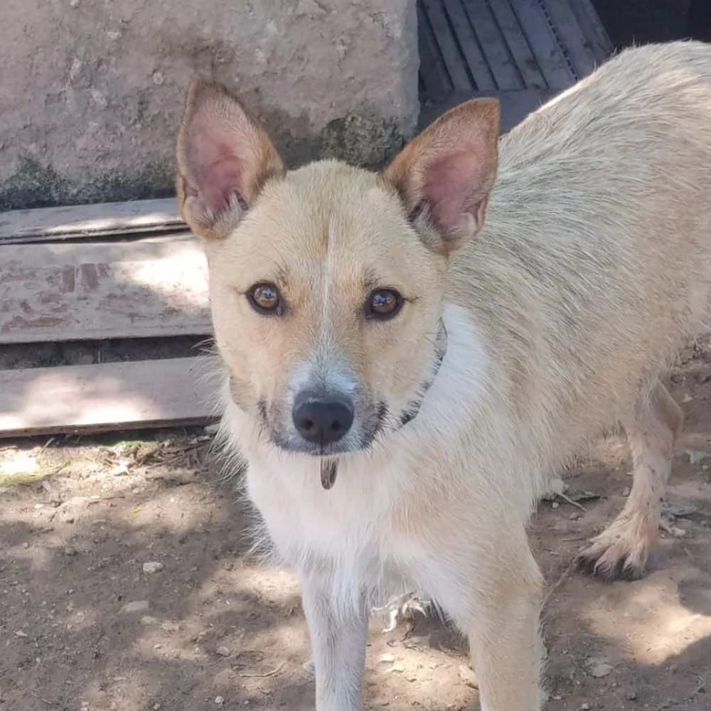 Africa, Mixed Breed for adoption at Tierschutzverein Europa, München