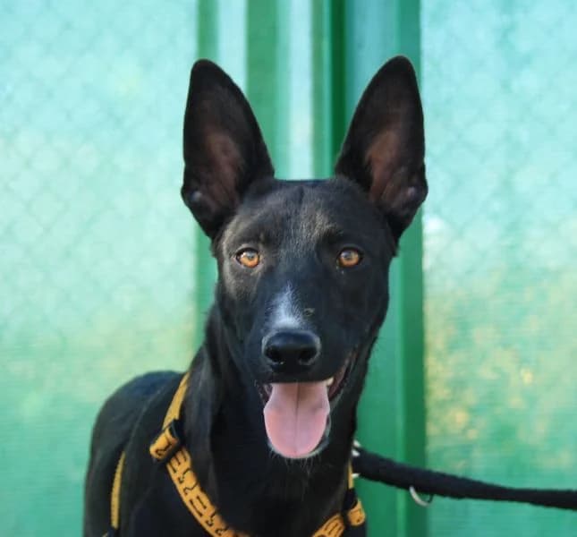 Akil, schwarz senior Mixed Breed for adoption at Tierschutzverein Europa, München