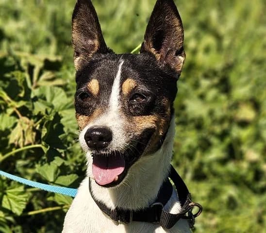 Aku, Mixed Breed for adoption at Tierschutzverein Europa, München