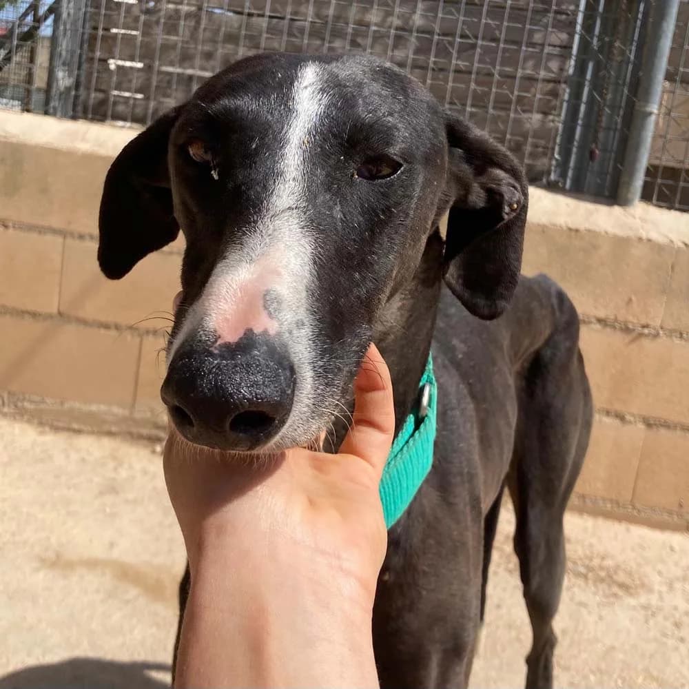 Alatriste, Mixed Breed for adoption at Tierschutzverein Europa, München