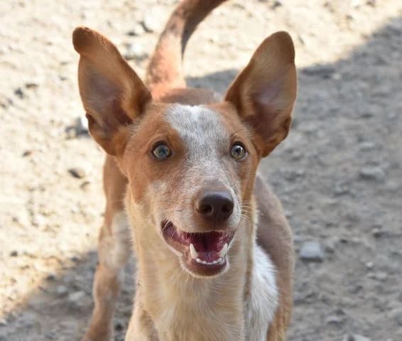 Aldo, puppy Mixed Breed for adoption at Tierschutzverein Europa, München