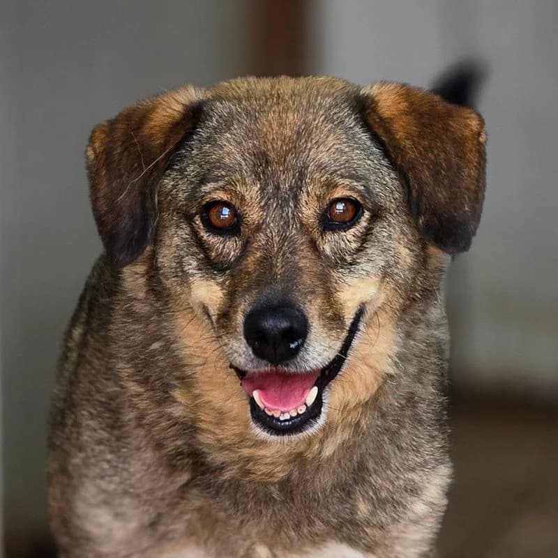 Alice, Mixed Breed for adoption at Tierschutzverein Europa, München