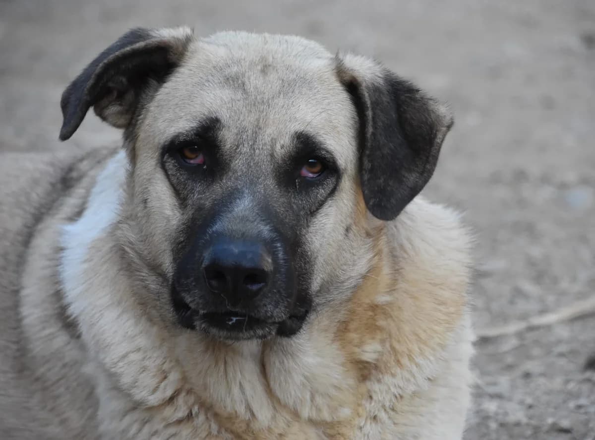 Amour, 3yo Mixed Breed for adoption at Tierschutzverein Europa, München