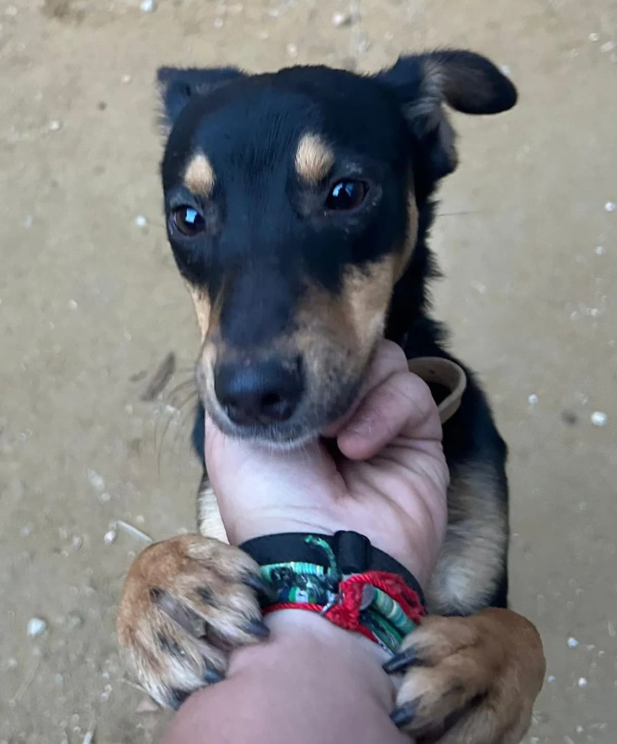 Angelita (Coco), Mixed Breed for adoption at Tierschutzverein Europa, München