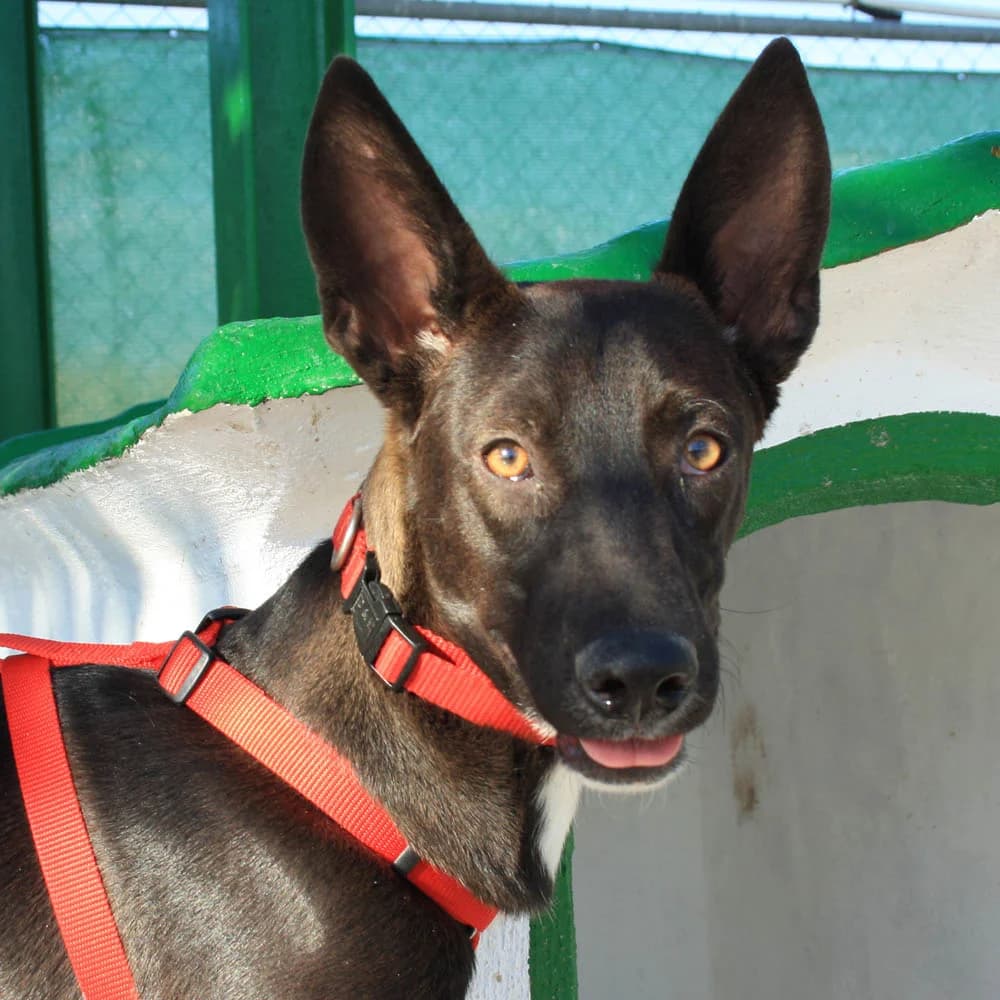 Anubis, puppy Mixed Breed for adoption at Tierschutzverein Europa, München