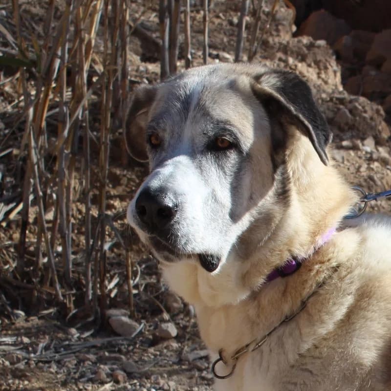 Aquileo, Mixed Breed for adoption at Tierschutzverein Europa, München
