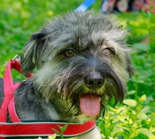 Aram, Mixed Breed for adoption at Tierschutzverein Europa, München