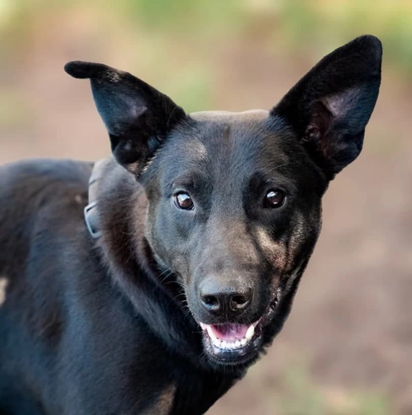 Aretha, puppy Mixed Breed for adoption at Tierschutzverein Europa, München