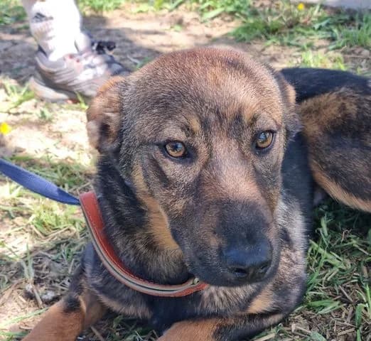 Aria, Mixed Breed for adoption at Tierschutzverein Europa, München