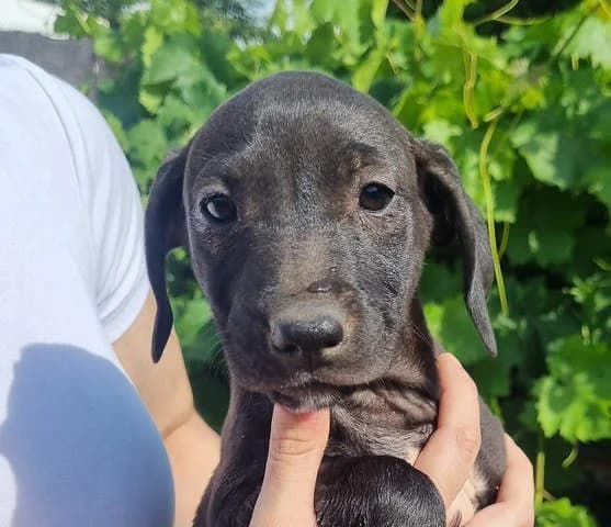 Arizona, puppy Mixed Breed for adoption at Tierschutzverein Europa, München