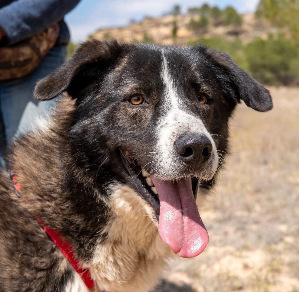 Arqui, Mixed Breed for adoption at Tierschutzverein Europa, München