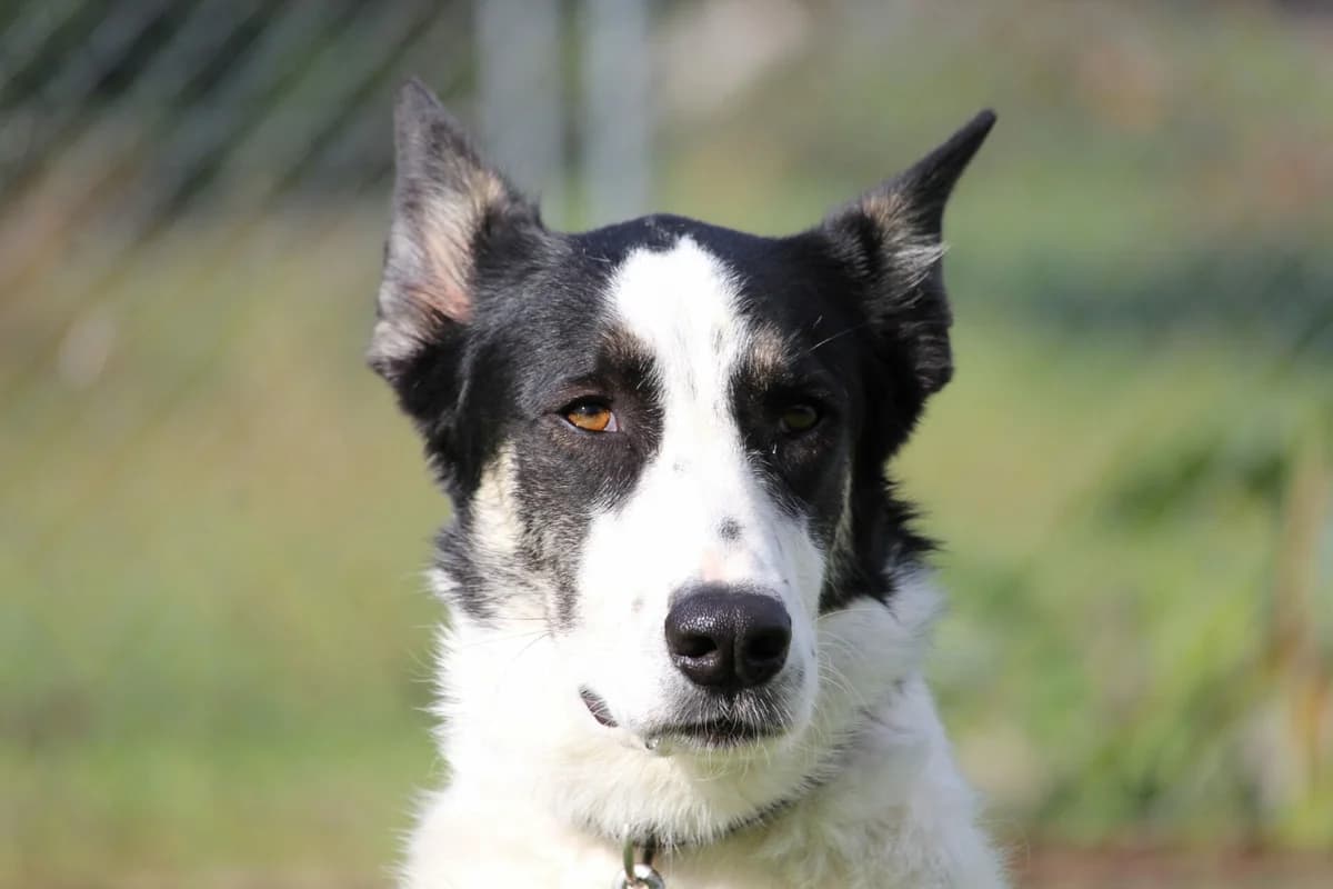 Arthur (Vermittlungshilfe), Mixed Breed for adoption at Tierschutzverein Europa, München
