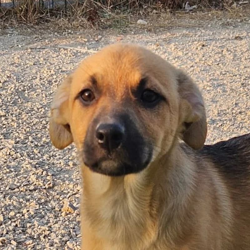 Arya, puppy Mixed Breed for adoption at Tierschutzverein Europa, München