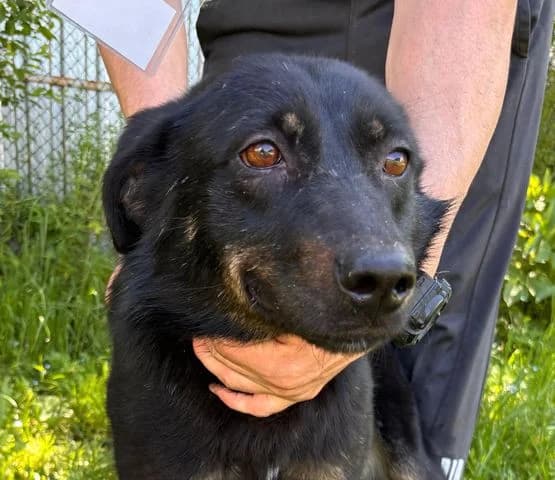 Arya, puppy Mixed Breed for adoption at Tierschutzverein Europa, München