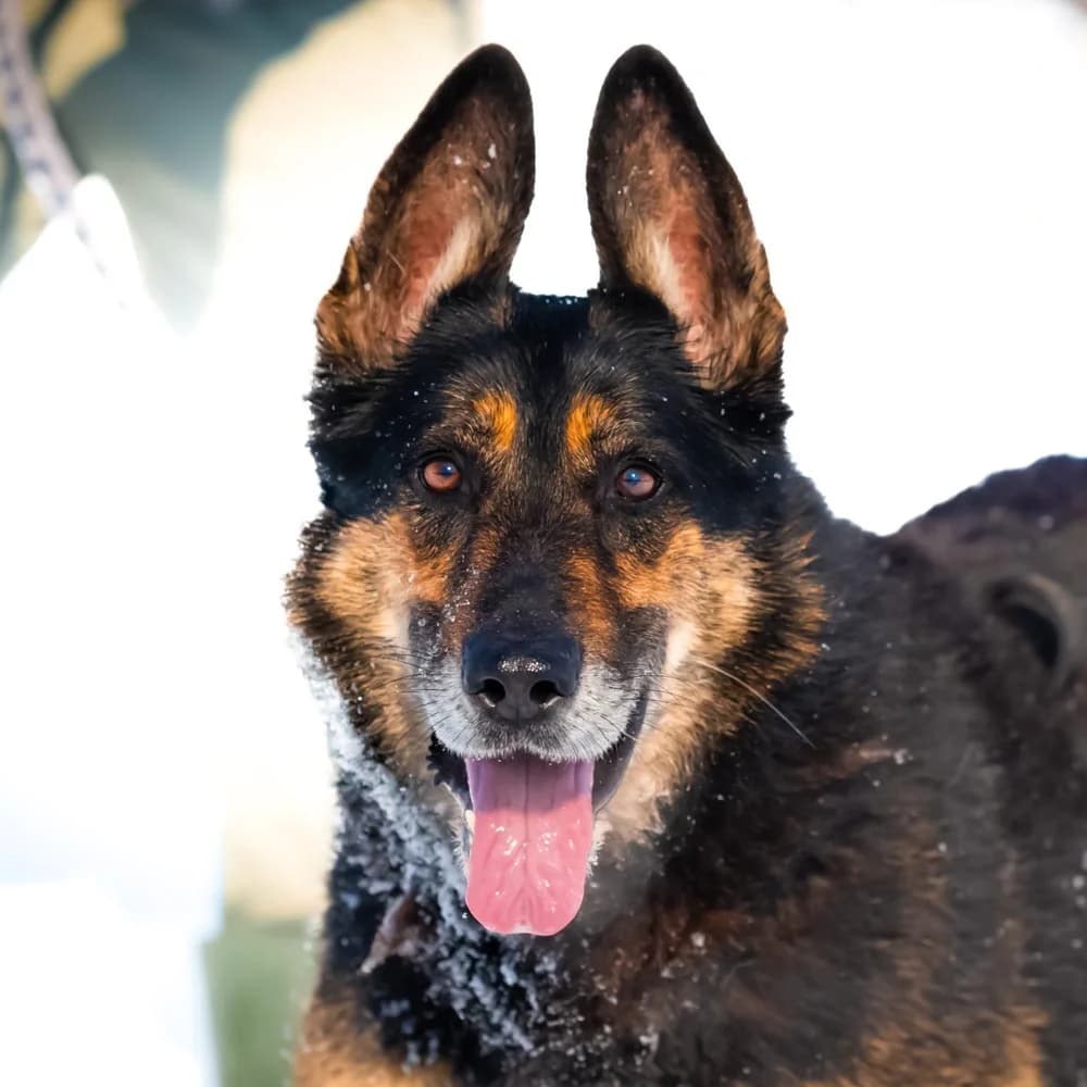 Assunta, Mixed Breed for adoption at Tierschutzverein Europa, München