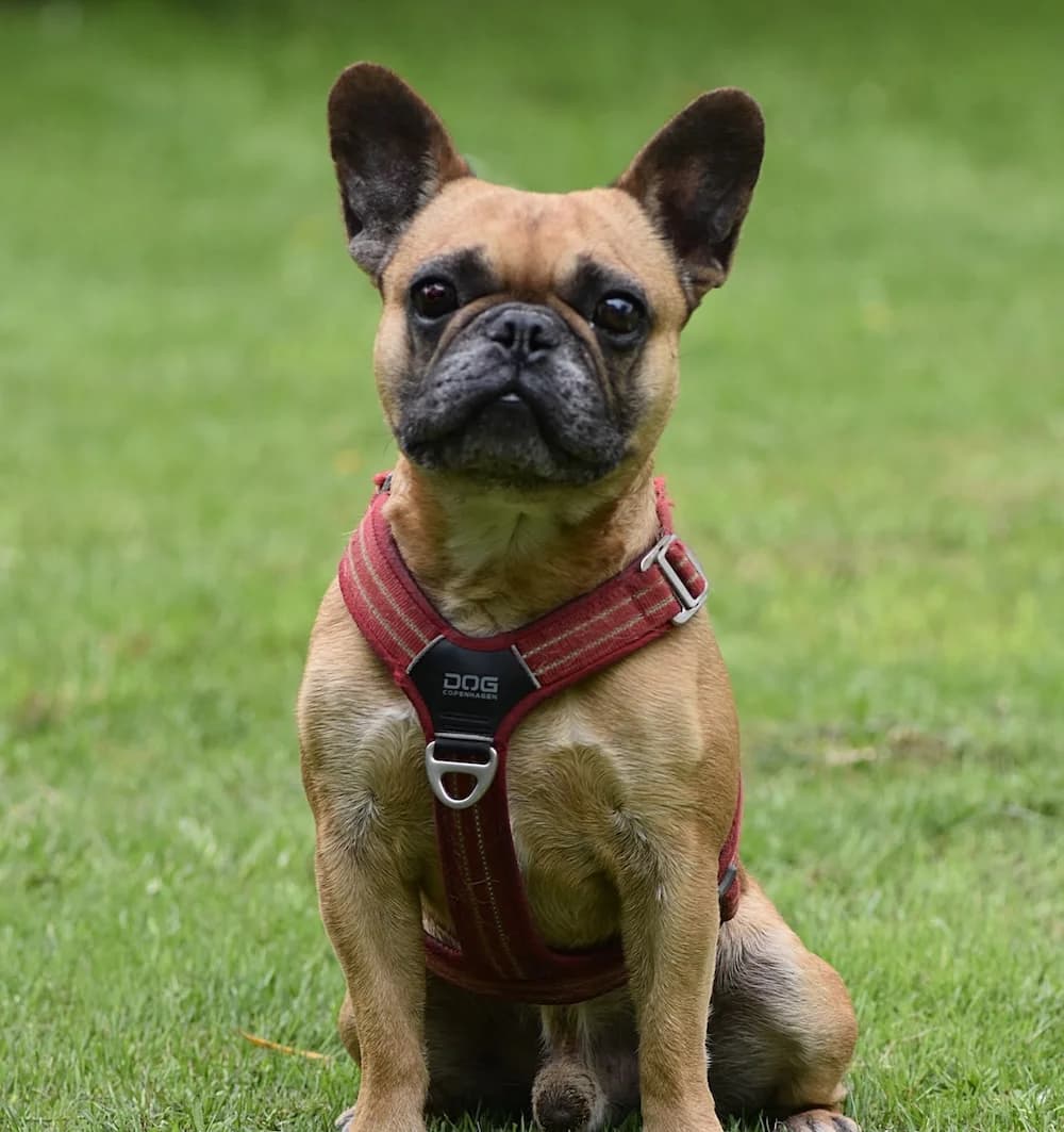 Asterix (Vermittlungshilfe), English Bulldog for adoption at Tierschutzverein Europa, München