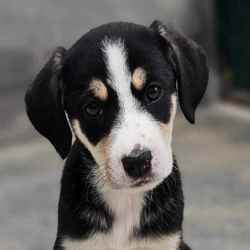 Astrid, puppy Mixed Breed for adoption at Tierschutzverein Europa, München