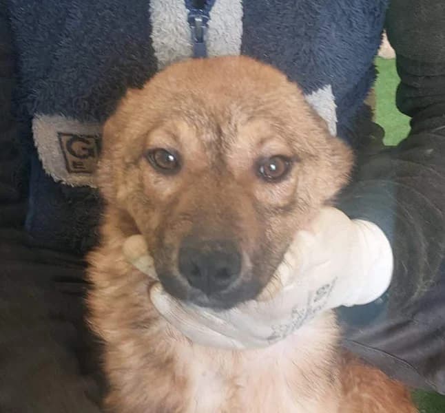 Athena, young Mixed Breed for adoption at Tierschutzverein Europa, München